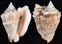Lobatus raninus