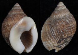 Nassarius globosus