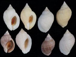 Nucella lapillus