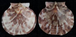 Lissochlamys exotica