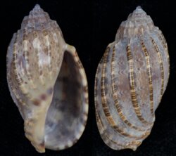 Harpa amouretta