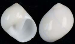 Polinices mammilla
