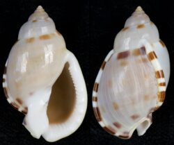 Casmaria erinacea fma vibex