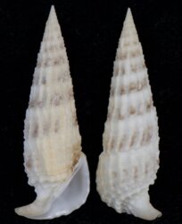 Rhinoclavus aspera
