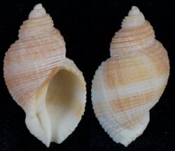 Nucella lima