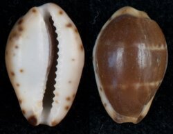 Palmadusta androyensis