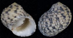 Nerita versicolor