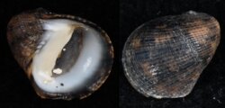 Nerita ocellata