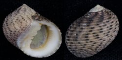 Nerita undata