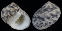 Nerita undata