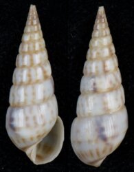 Pyramidella maculosa