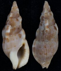 Colubraria canariensis