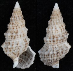 Cerithium litteratum
