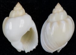 Nassarius coronatus