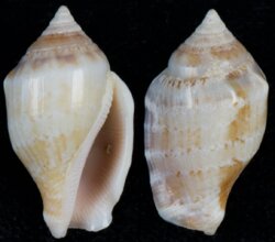 Canarium mutabile