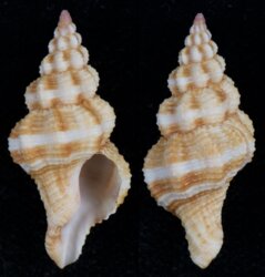 Latirus nassoides