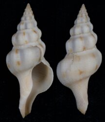 Latirus elsiae