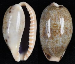 Erronea caurica elongata