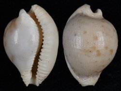 Cypraeovula connelli connelli