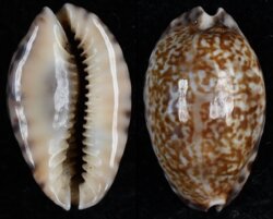 Pseudozonaria arabicula