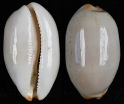 Luria isabella