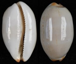 Luria isabella