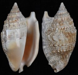 Euprotomus aurisdianae