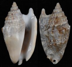Euprotomus auris