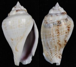 Gibberulus gibberulus gibberulus
