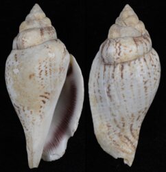 Gibberulus gibberulus gibberulus