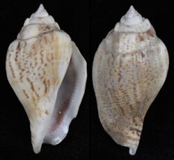 Gibberulus gibberulus gibberulus