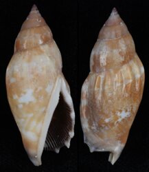 Tridentarius dentatus
