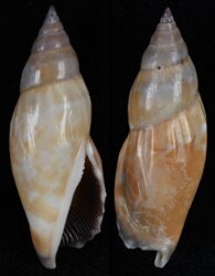 Tridentarius dentatus