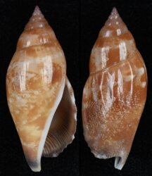 Tridentarius dentatus