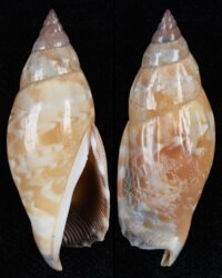 Tridentarius dentatus