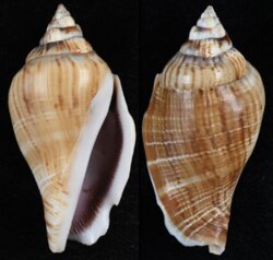 Gibberulus gibberulus gibberulus