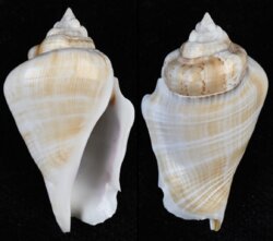 Gibberulus gibberulus gibberulus