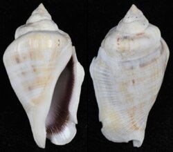 Gibberulus gibberulus gibberulus