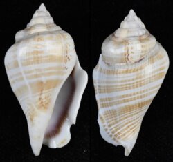 Gibberulus gibberulus gibberulus