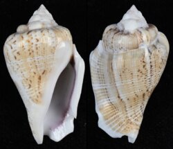Gibberulus gibberulus gibberulus