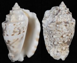Lentigo lentiginosus