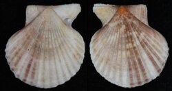 Volachlamys cumingi
