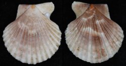 Volachlamys cumingi