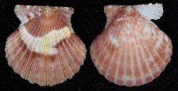 Cryptopecten vesiculosus