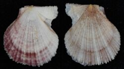 Talochlamys multistriata