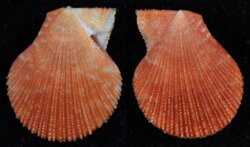 Talochlamys multistriata