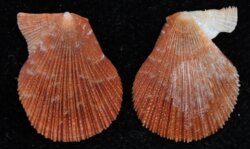 Talochlamys multistriata