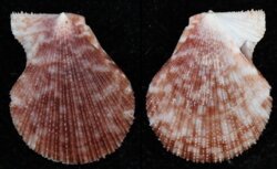 Talochlamys multistriata