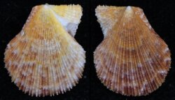 Talochlamys multistriata