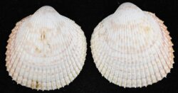 Dallocardia manueli